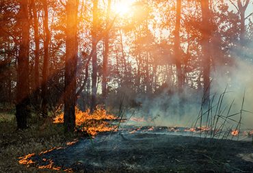 Wildfire Prevention Grants